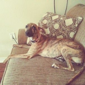 Meet your Posher, Kody